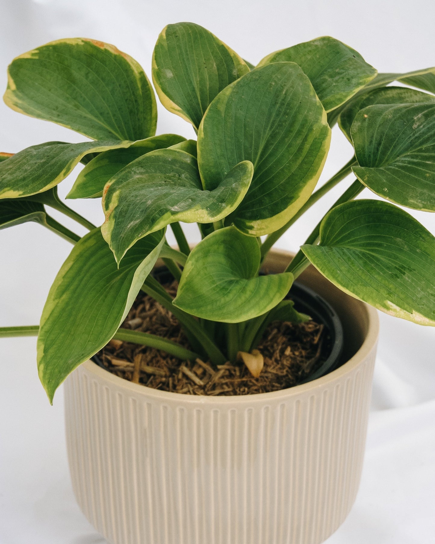 Frances Williams Hosta