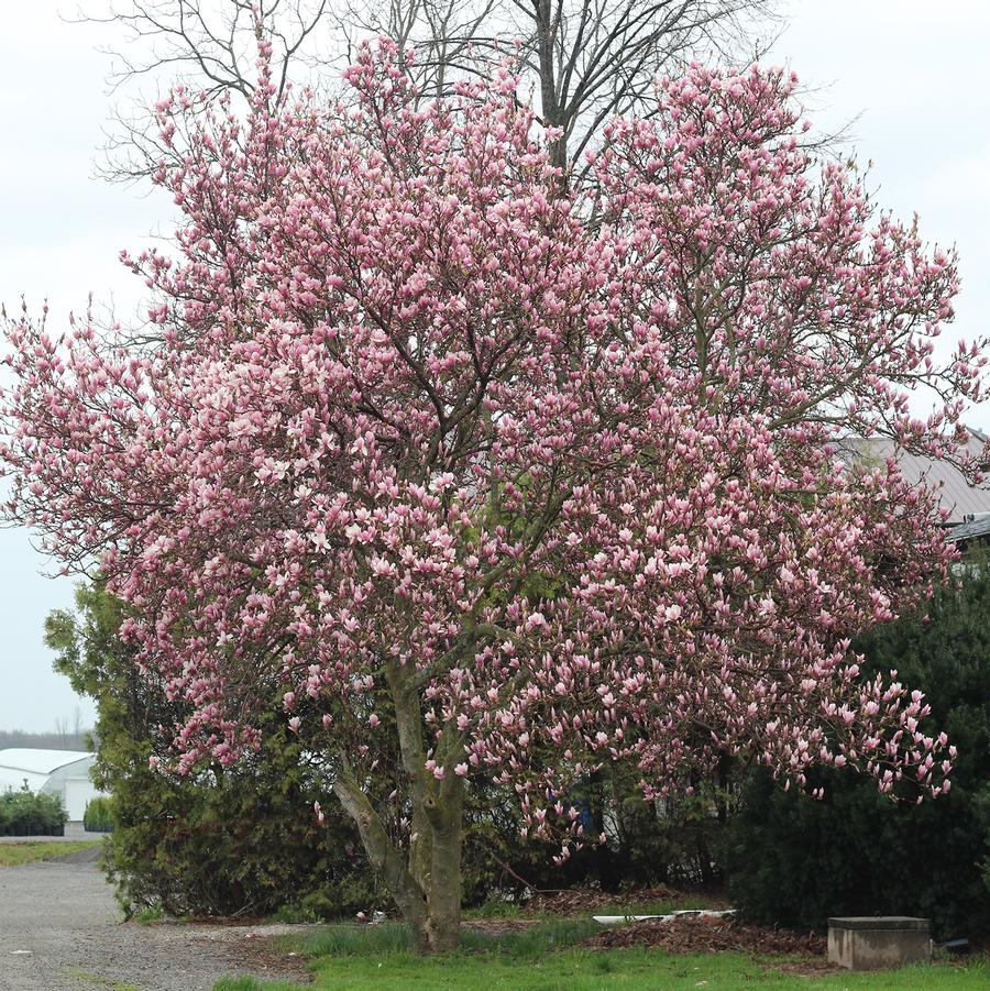 Galaxy Magnolia