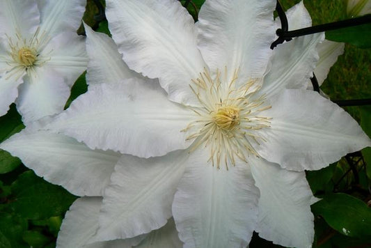 Gillian Blades Clematis