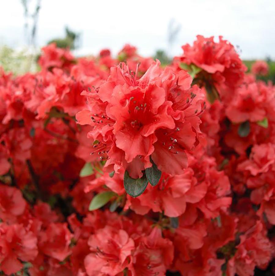 Girard's Hot Shot Azalea