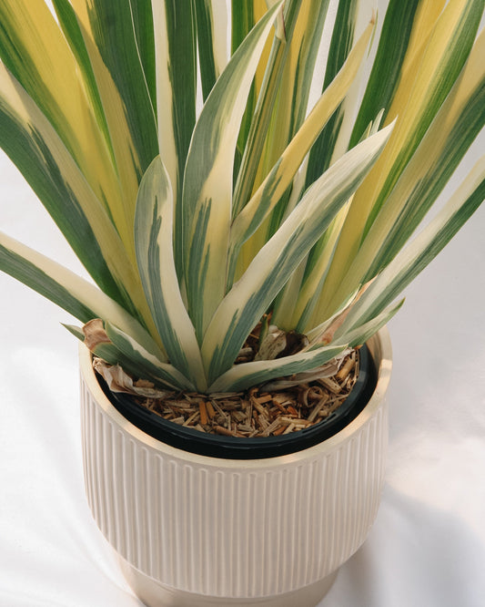 Golden Variegated Sweet Iris
