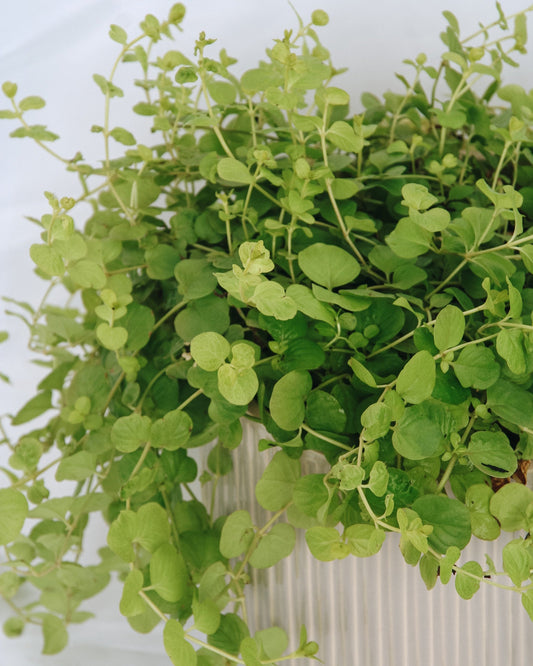 Creeping Jenny 'Goldilocks'