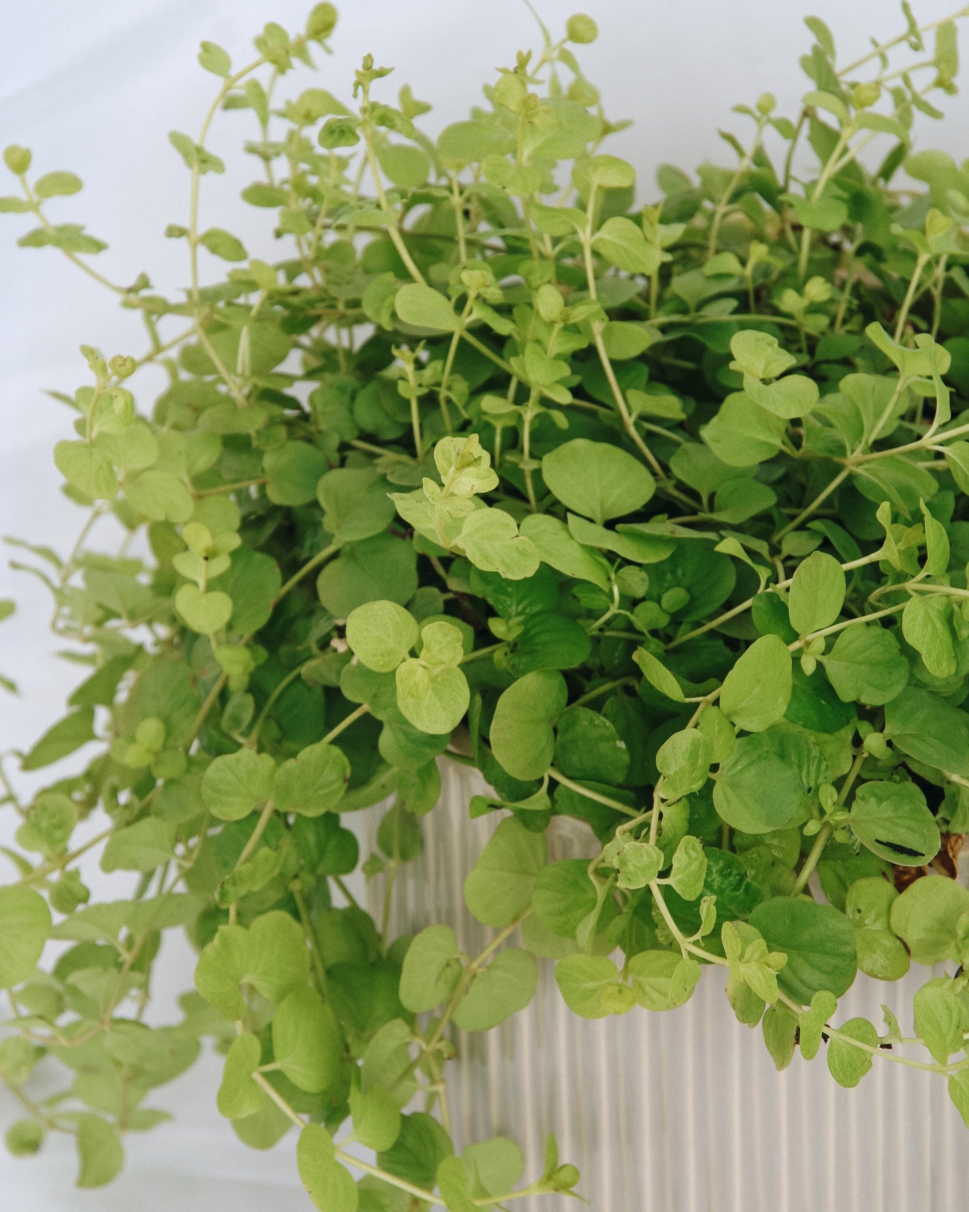 Goldilocks Creeping Jenny