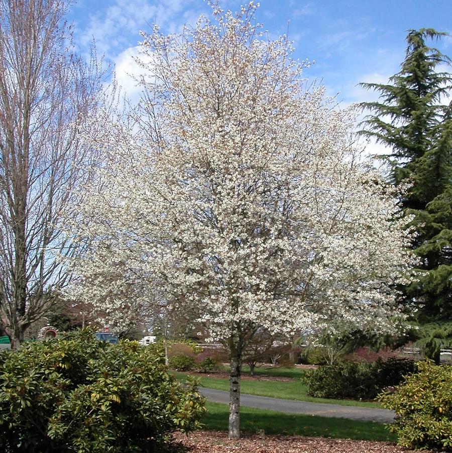 Grandiflora Serviceberry