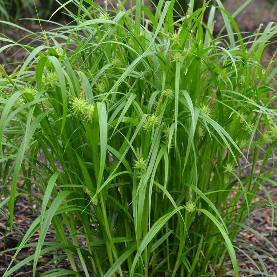 Gray's Sedge