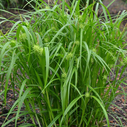 Gray's Sedge