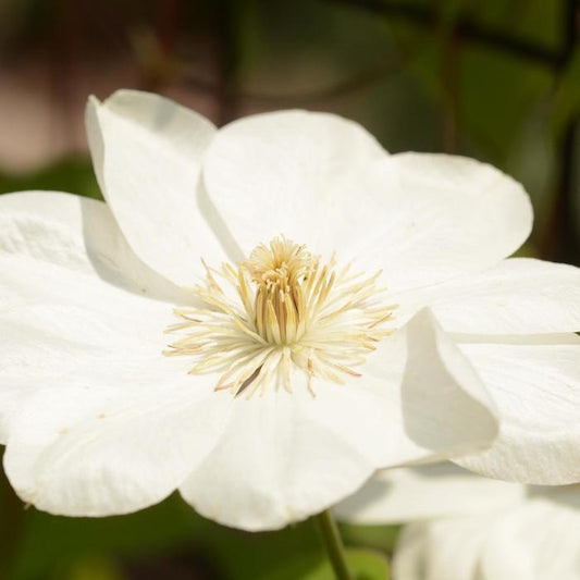 Guernsey Cream Clematis