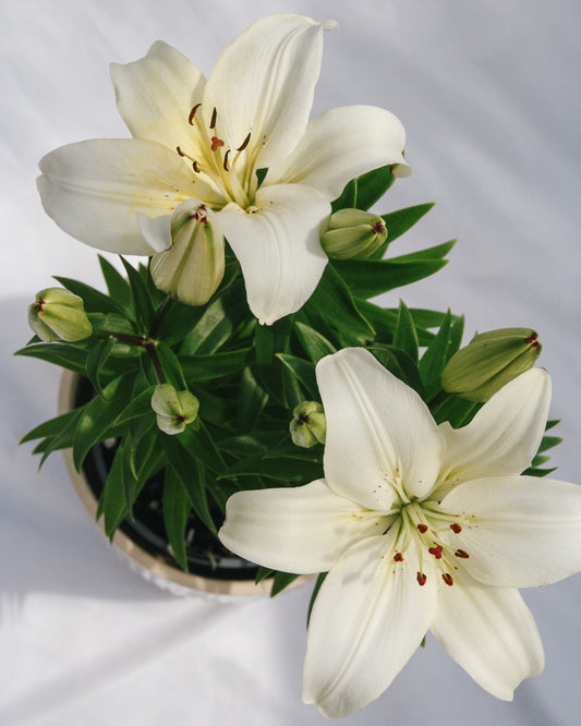 Tiny Crystal Lily