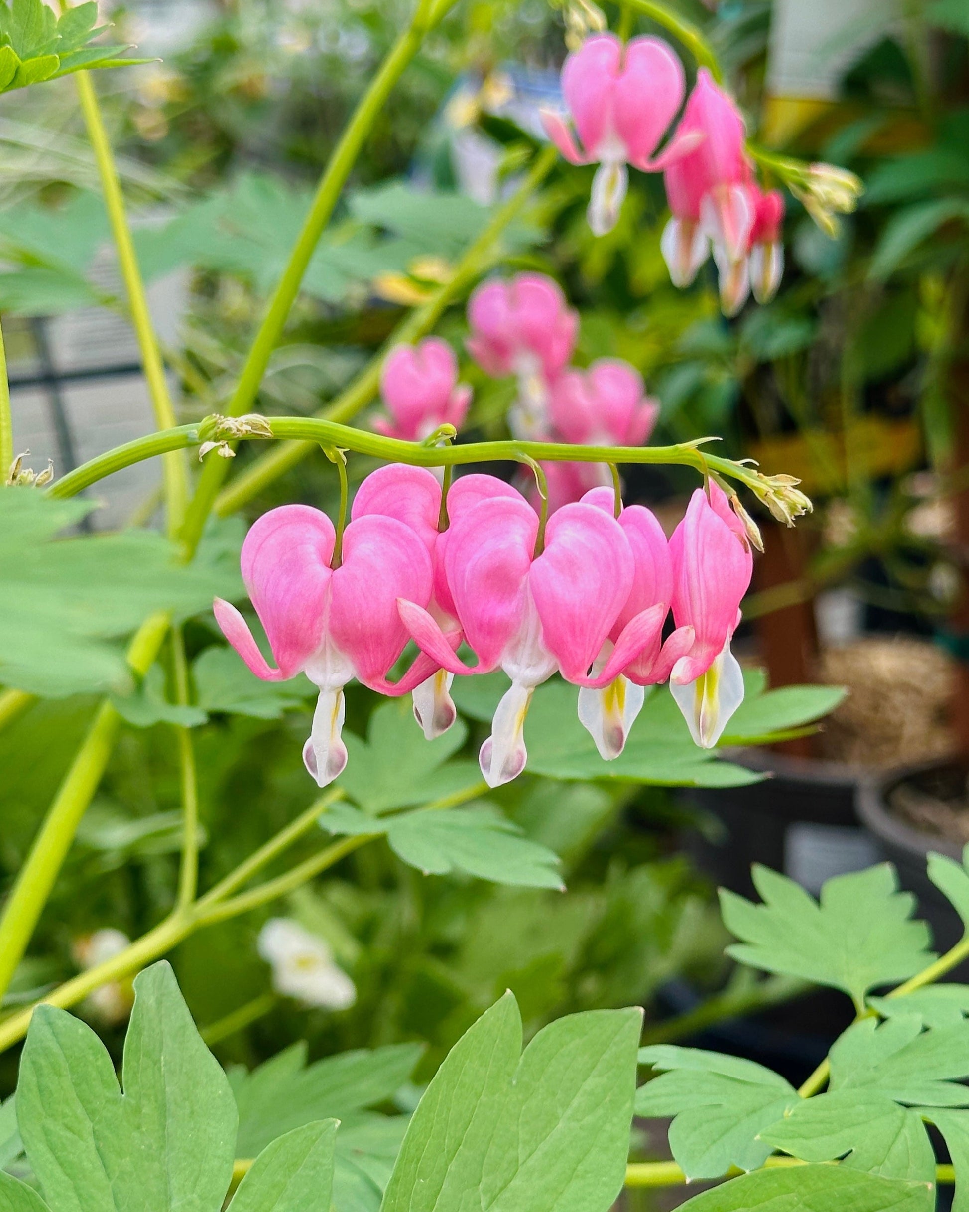 King of Hearts Bleeding Heart