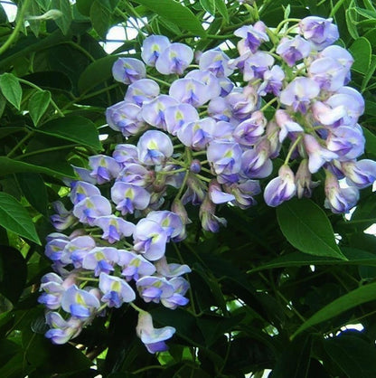 Aunt Dee Kentucky Wisteria