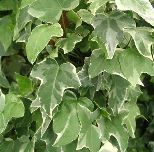 Glacier Ivy