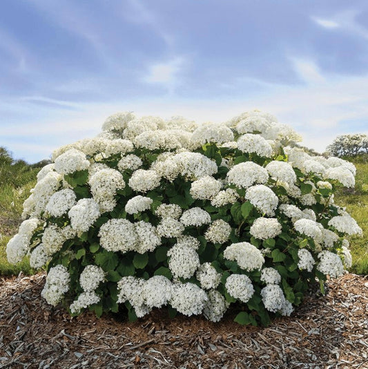 Flowerfull Smooth Hydrangea