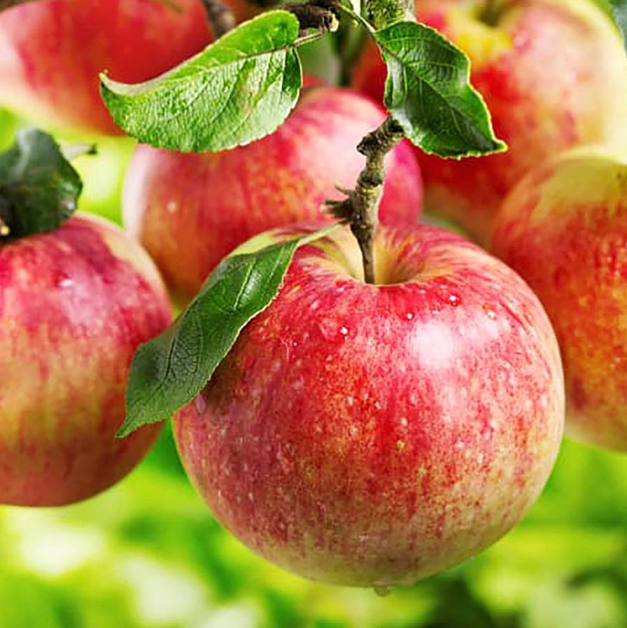 Macoun Apple