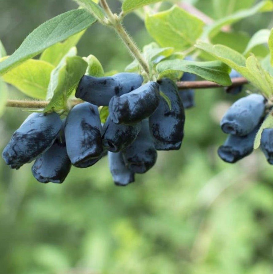Borealis Honeyberry