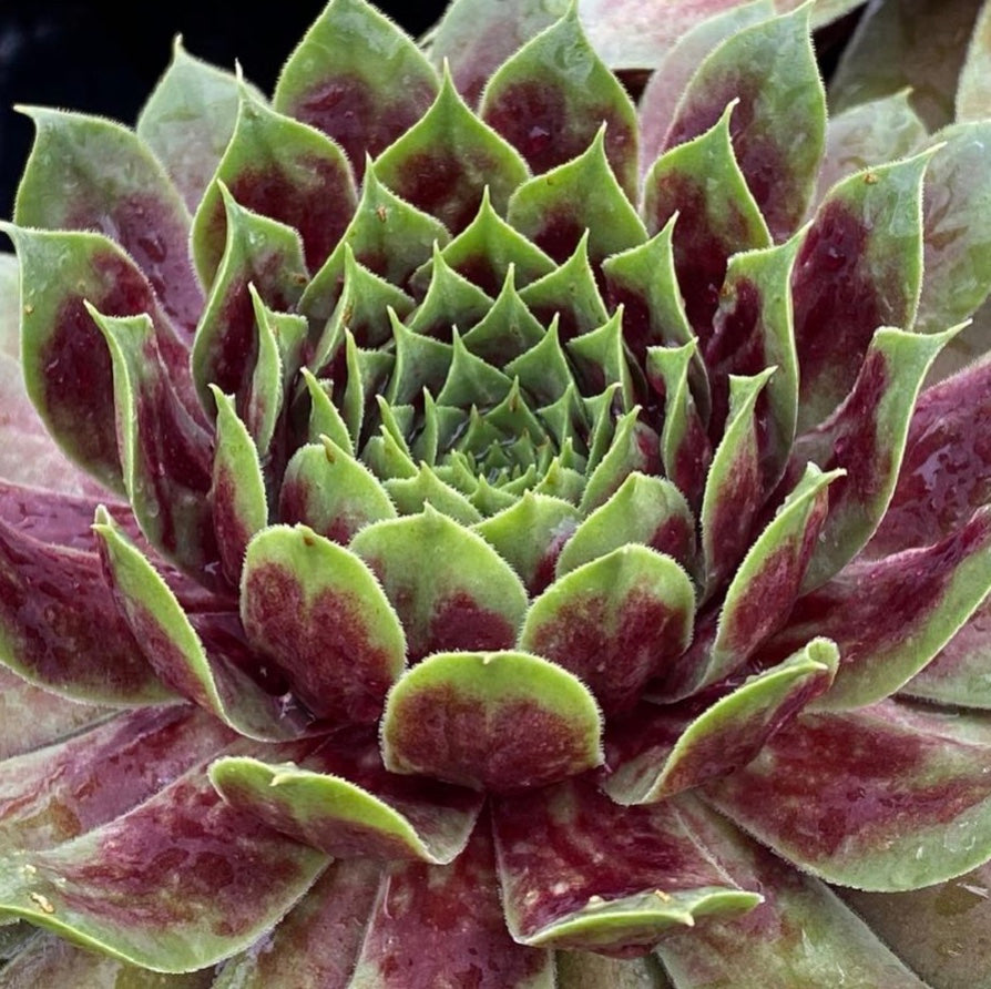 Emerald Explosion Hens and Chicks