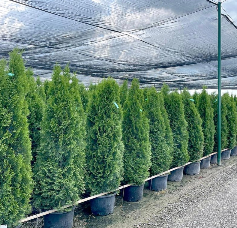 Emerald Arborvitae