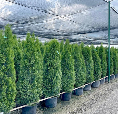 Emerald Arborvitae