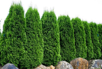 Emerald Arborvitae