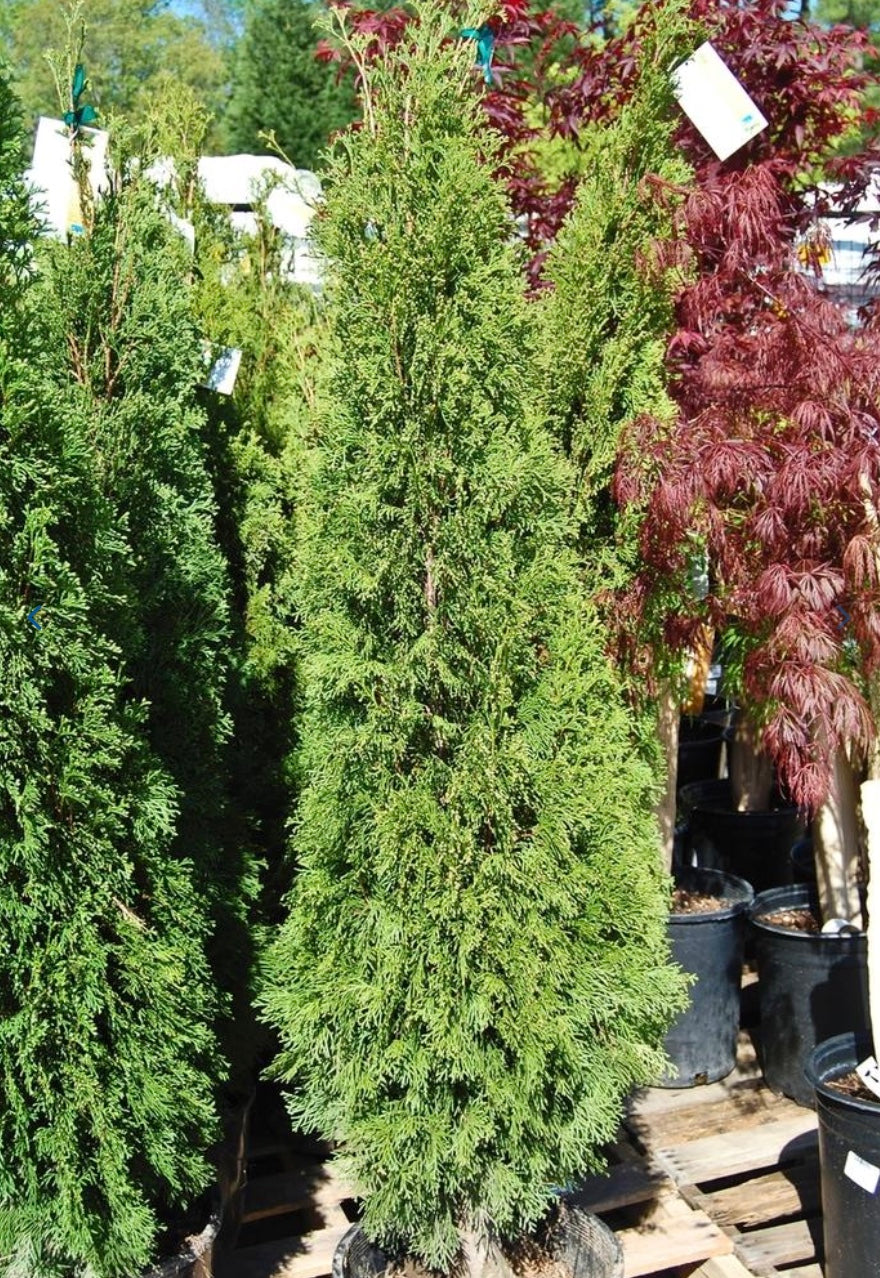 Emerald Arborvitae