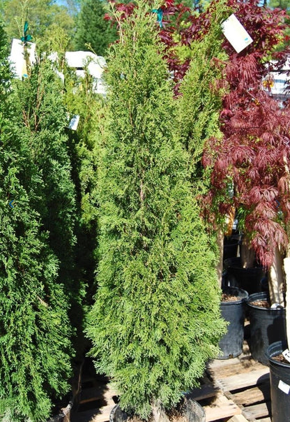 Emerald Arborvitae