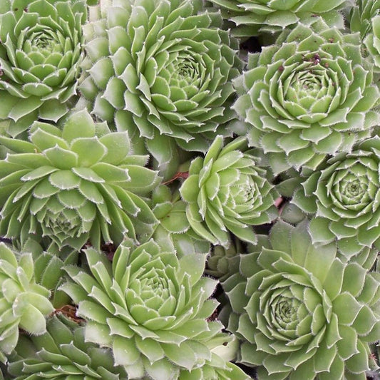 Green Wheel Hens and Chicks