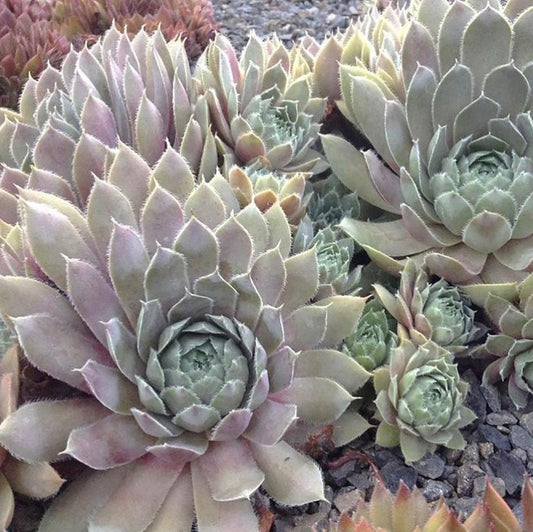Lavender & Old Lace Hens and Chicks
