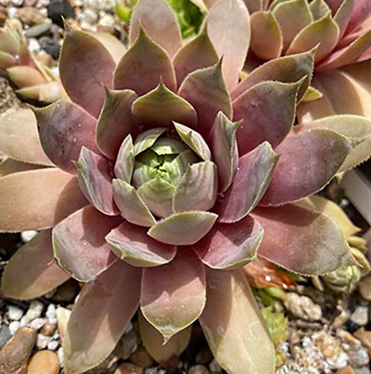 Lavender Ice Hens and Chicks
