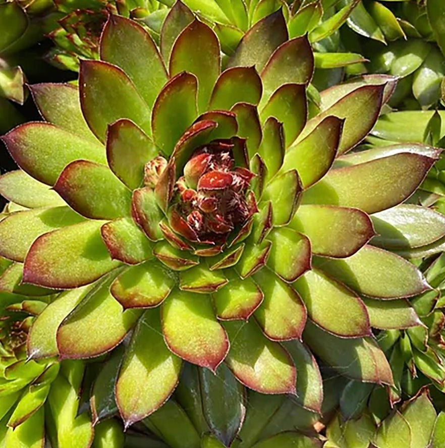 Tip Top Hens and Chicks