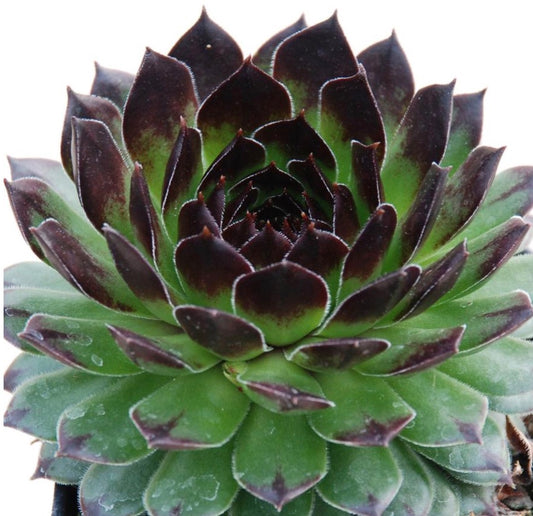 Appletini Hens and Chicks