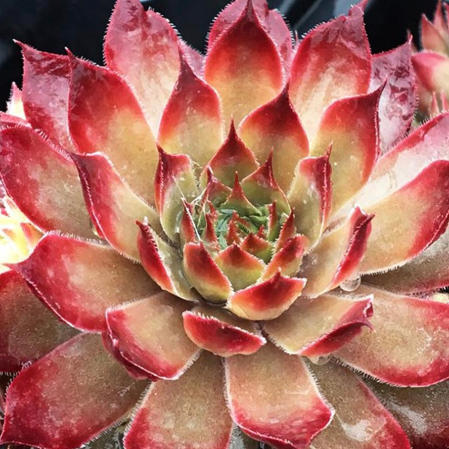 Butterscotch Baby Hens and Chicks