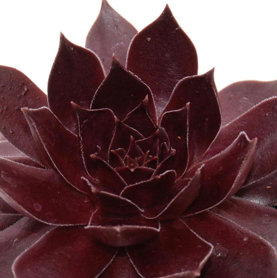 Chocolate Kiss Hens and Chicks