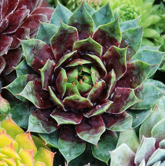 Cranberry Cocktail Hens and Chicks