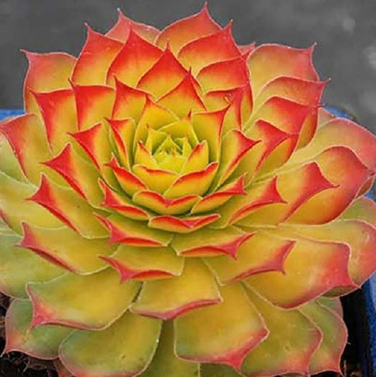 Gold Nugget Hens and Chicks