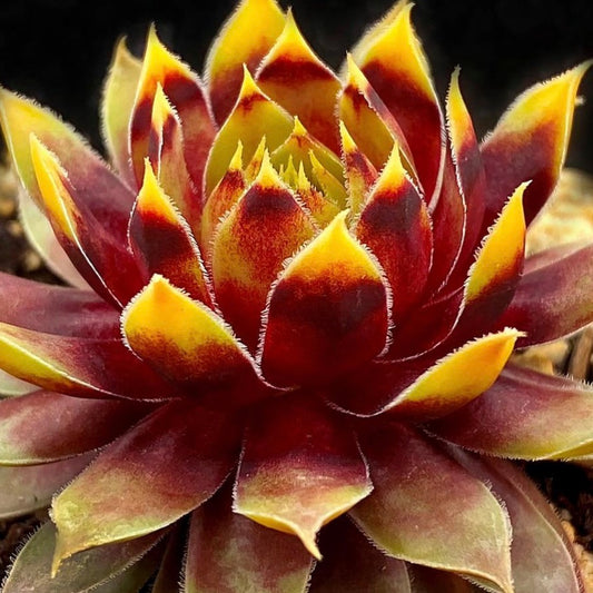 Gold Rush Hens and Chicks