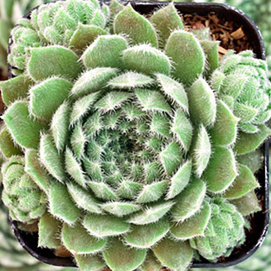 Powdered Pastry Hens and Chicks