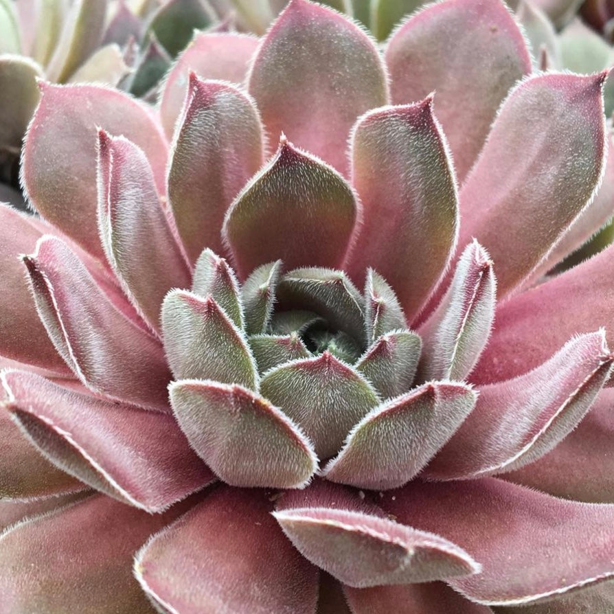 Silver Suede Hens and Chicks
