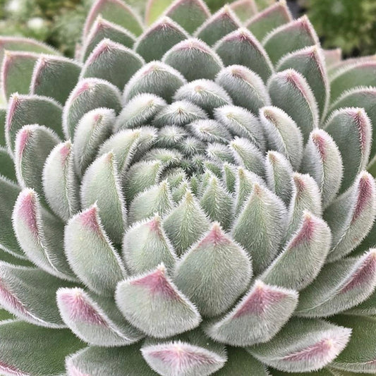 Sugar Shimmer Hens and Chicks
