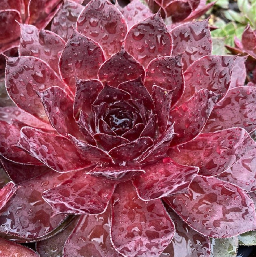 Maroon Mountain Hens and Chicks