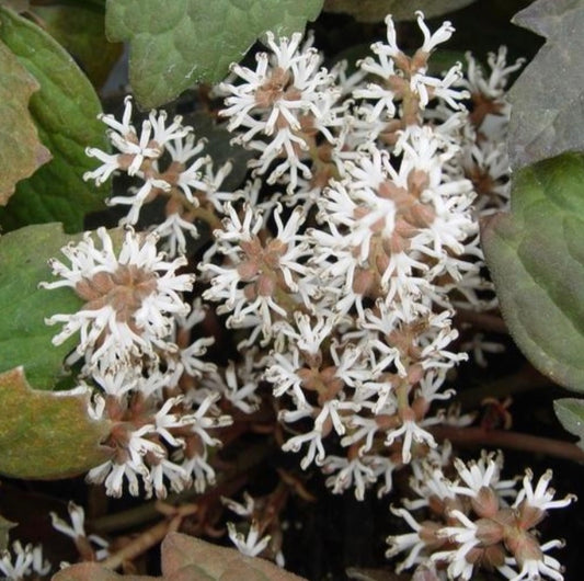 Japanese Spurge