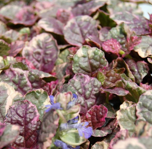 Burgundy Glow Bugleweed