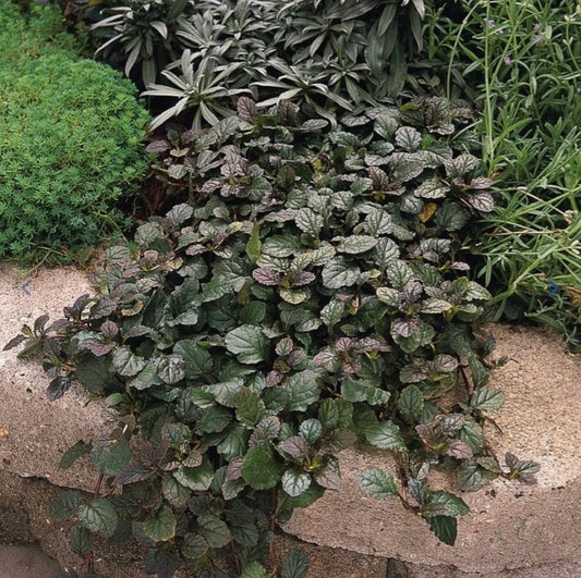 Bronze Beauty Bugleweed
