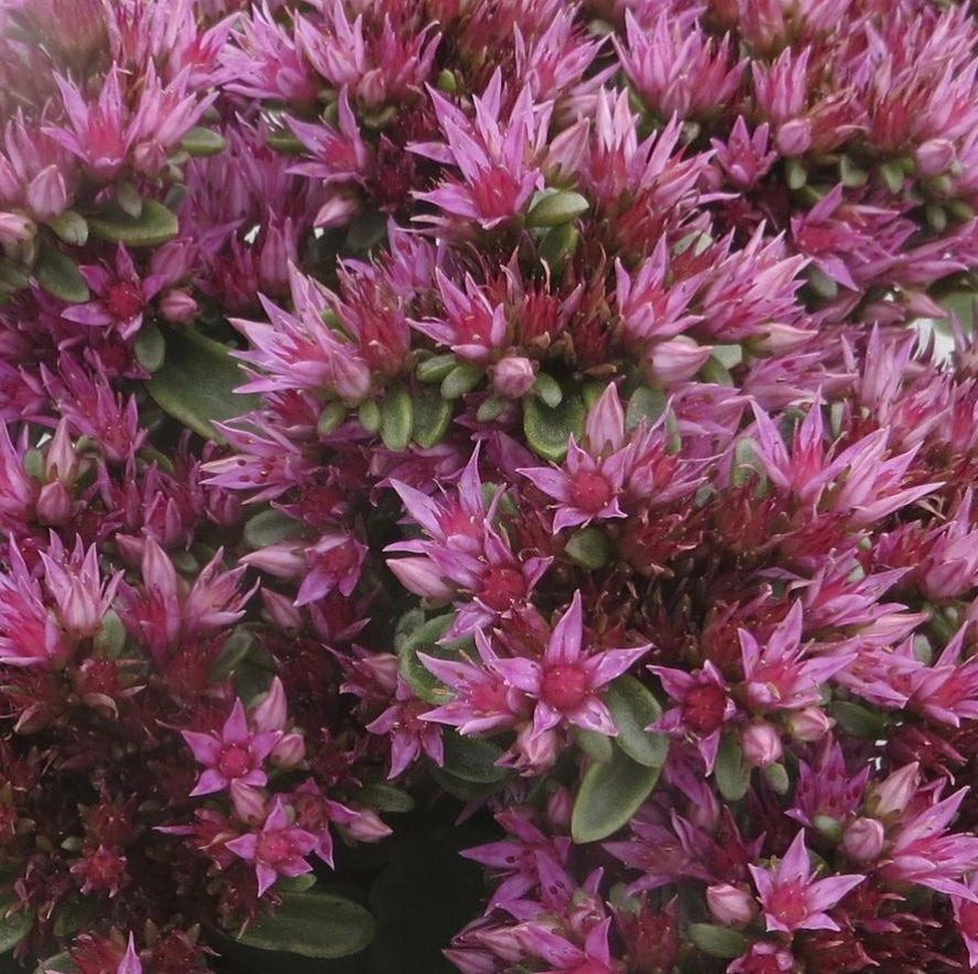 Spot On Pink Two-row Stonecrop