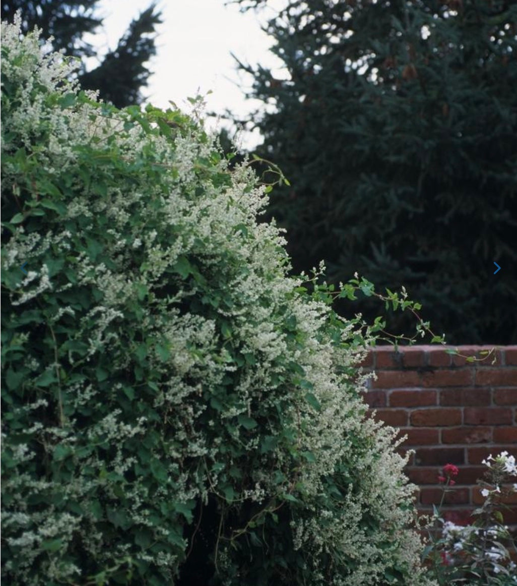Silver Lace Vine