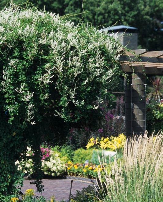 Silver Lace Vine