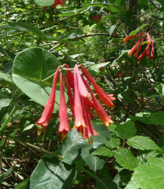 Trumpet Vine