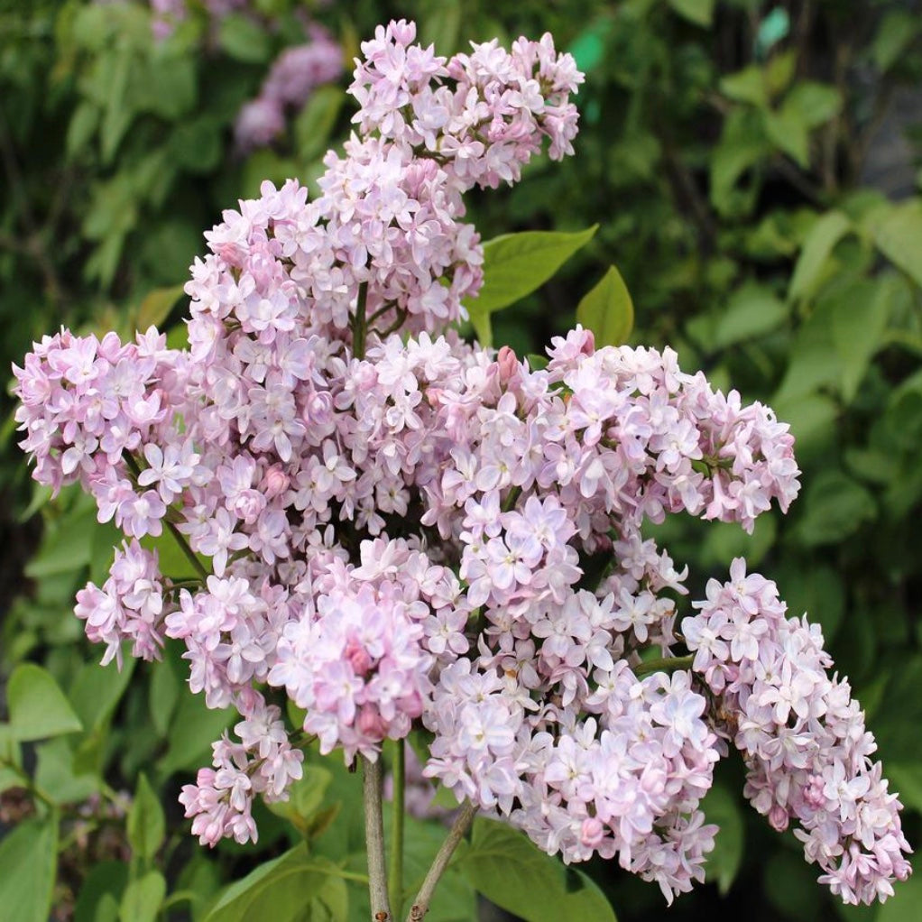 Beauty of Moscow Lilac