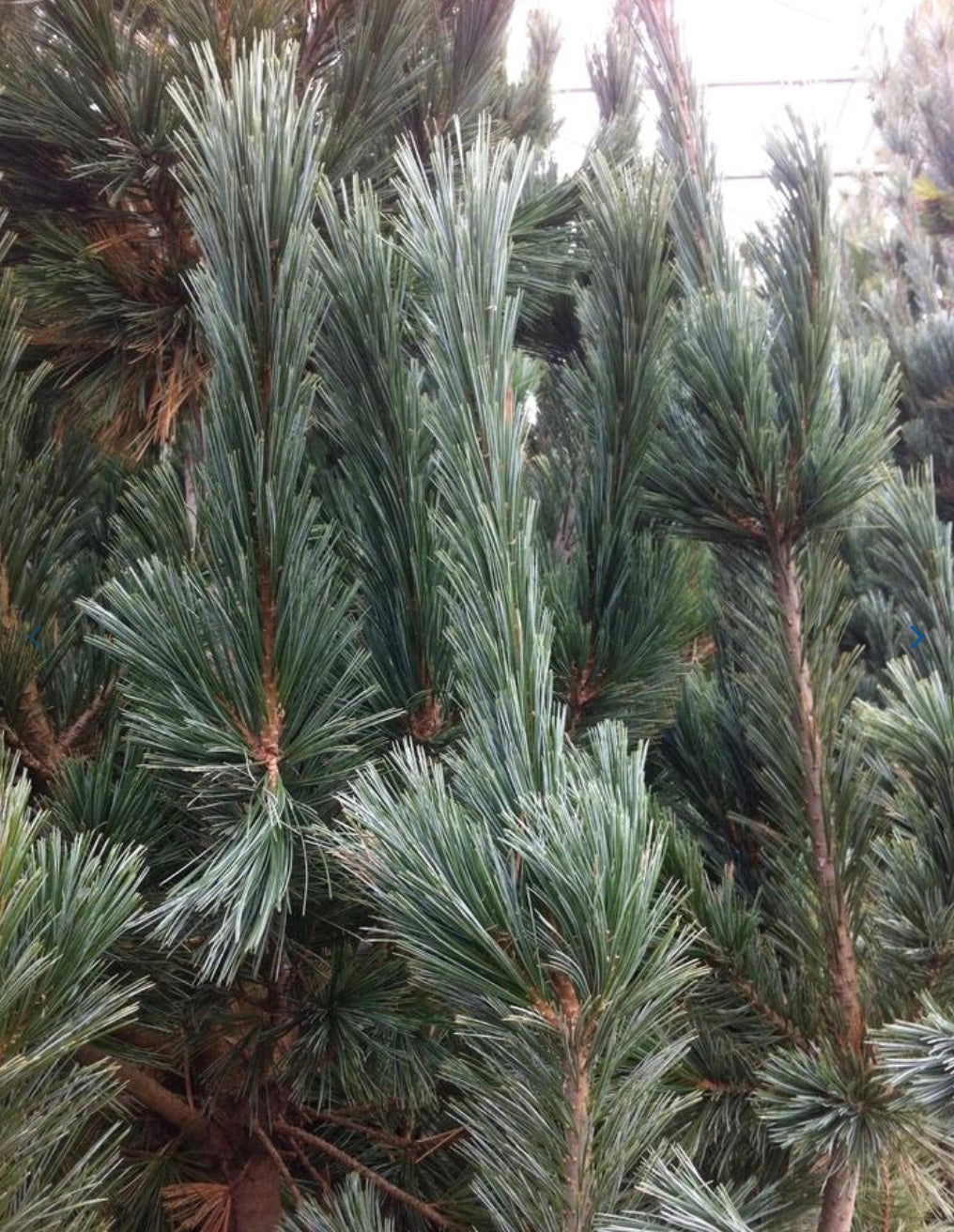 Vanderwolf's Limber Pine