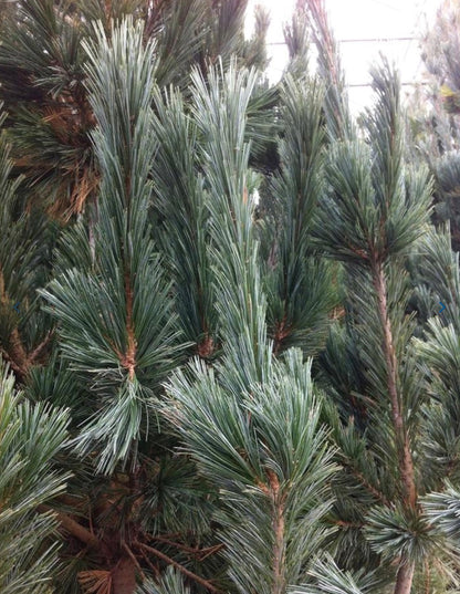 Vanderwolf's Limber Pine