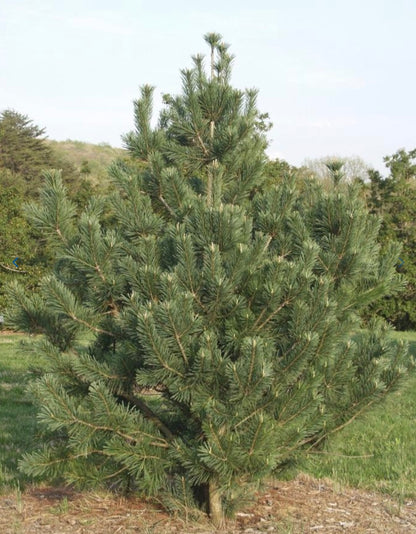 Vanderwolf's Limber Pine