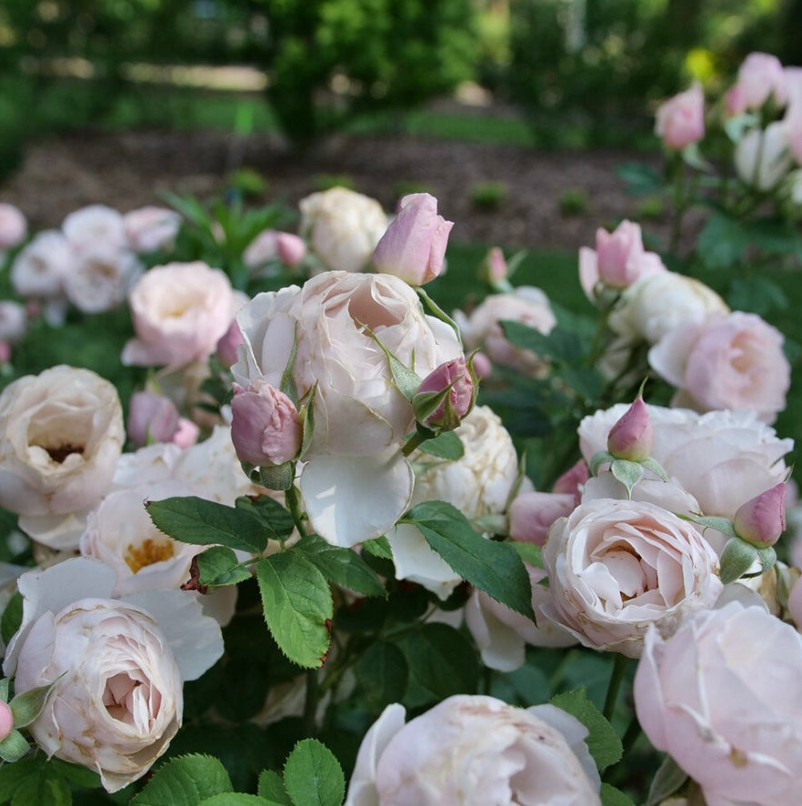Pear'd Flavorette Rose